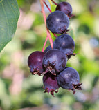 Serviceberry (Amelanchier alnifolia) Bare Root & Potted Trees  12” - 24” Tall - Showy Flowers, Tasty Purple Berries
