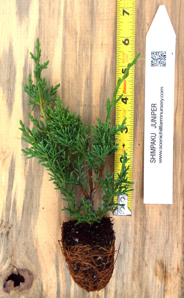 Chinese juniper Shimpaku - Specimen or Bonsai – Scenic Hill Farm