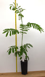 Silk Trees (Albizia julibrissin)  Mimosa - Live Potted Trees