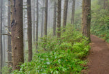 Sitka Spruce (Picea sitchensis) - Windbreak, Timber, Landscape or Wildlife Tree