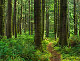 Sitka Spruce (Picea sitchensis) - Windbreak, Timber, Landscape or Wildlife Tree