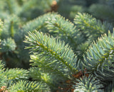 Sitka Spruce (Picea sitchensis) - Windbreak, Timber, Landscape or Wildlife Tree