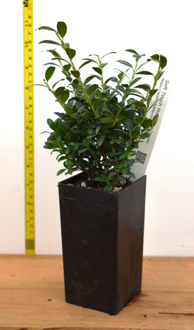 Soft Touch Holly - Ilex crenata