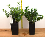 Soft Touch Holly - Ilex crenata