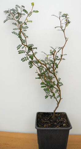Sophora prostrata Little Baby Pre Bonsai Trees - 2 Year Old - 10-14 inch Tall - Landscape Specimen Shrub