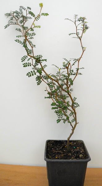 little trees bonsai nursery Sophora prostrata Little Baby Pre Bonsai Trees - 2 Year Old