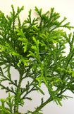Staghorn Japanese Cedar (Thujopsis dolabrata)