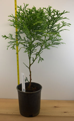 Staghorn Japanese Cedar (Thujopsis dolabrata)