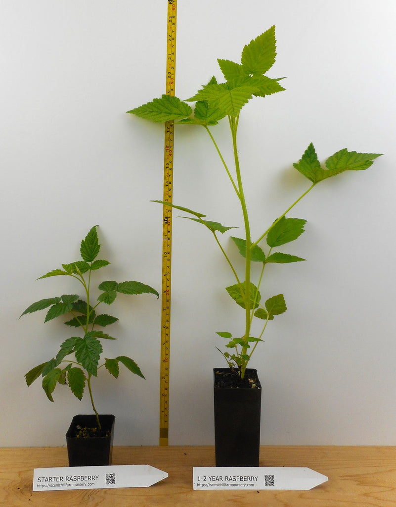 Potted Heritage Everbearing Raspberry Plants- Scenic Hill Farm Nursery
