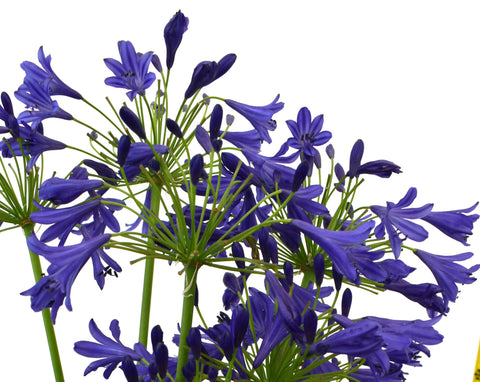 lily of the nile blue flower Agapanthus 'Storm Cloud' (Lily of the Nile) – Scenic Hill Farm Nursery