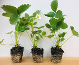 Growing Chandler Strawberry Plants - Great For Southern Areas