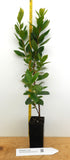 Compact Strawberry Tree (Arbutus unedo 'Compacta') Specimen Tree - Landscape Shrub