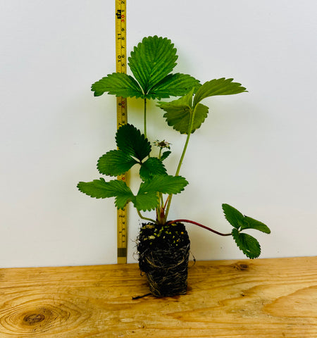 everbearing strawberry plants in pots Growing Fort Laramie Ever Bearing Strawberry Plants