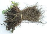 Potted Totem Mid Season Bare Root Strawberry Plants - High Yields - Great Flavor- For Fall Planting Planting