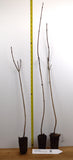 Sugar Maple - Acer saccharum - Vibrant Fall Foliage, Hardwood Lumber, & Sap For Maple Syrup