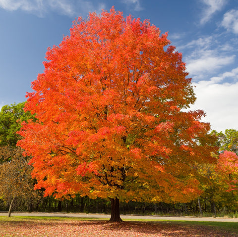 Sugar Maple - Acer saccharum - Vibrant Fall Foliage, Hardwood Lumber, & Sap For Maple Syrup