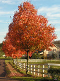 Sugar Maple - Acer saccharum - Vibrant Fall Foliage, Hardwood Lumber, & Sap For Maple Syrup