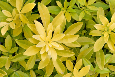 Choisya ternata 'Sundance' Mexican Orange - Bright Yellow Foliage - Fragrant Flowers Active