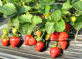 Potted Sweet Sunrise Strawberry Plants -Rich Strawberry Flavor