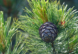 Swiss Stone Pine - Grow your own pine nuts. Landscape Tree Focal Point.