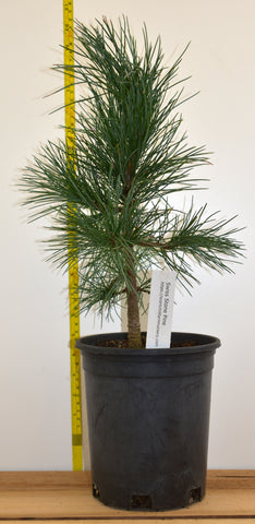 Swiss Stone Pine - Grow your own pine nuts. Landscape Tree Focal Point.
