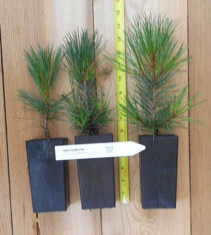 Swiss Stone Pine - Grow your own pine nuts. Landscape Tree Focal Point.