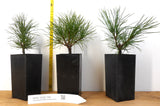 Swiss Stone Pine - Grow your own pine nuts. Landscape Tree Focal Point.