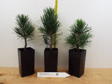 Swiss Stone Pine - Grow your own pine nuts. Landscape Tree Focal Point.