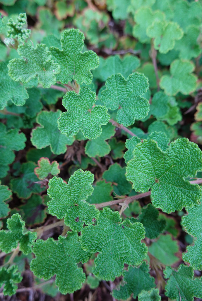 Taiwan Creeping Raspberry - Ground Cover - Edible Berries – Scenic Hill ...