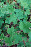 Taiwan Creeping Raspberry - Ground Cover - Edible Berries
