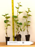 Taiwan Creeping Raspberry - Starter Plugs