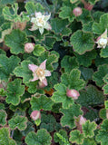 Taiwan Creeping Raspberry - Starter Plugs