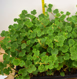 Taiwan Creeping Raspberry - Starter Plugs