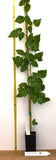 Tayberry plants, Large, sweet fruit, Raspberry-Blackberry cross. Fully rooted potted plant shipped rooted in soil.