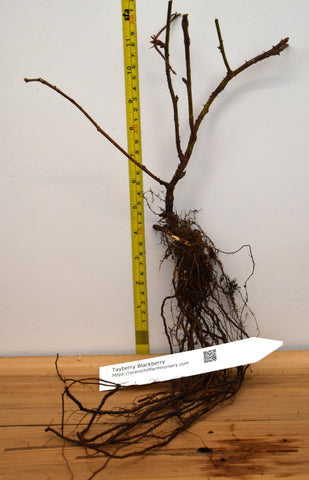 Tayberry plants - Bare root canes - Large, sweet fruit, Raspberry-Blackberry cross.