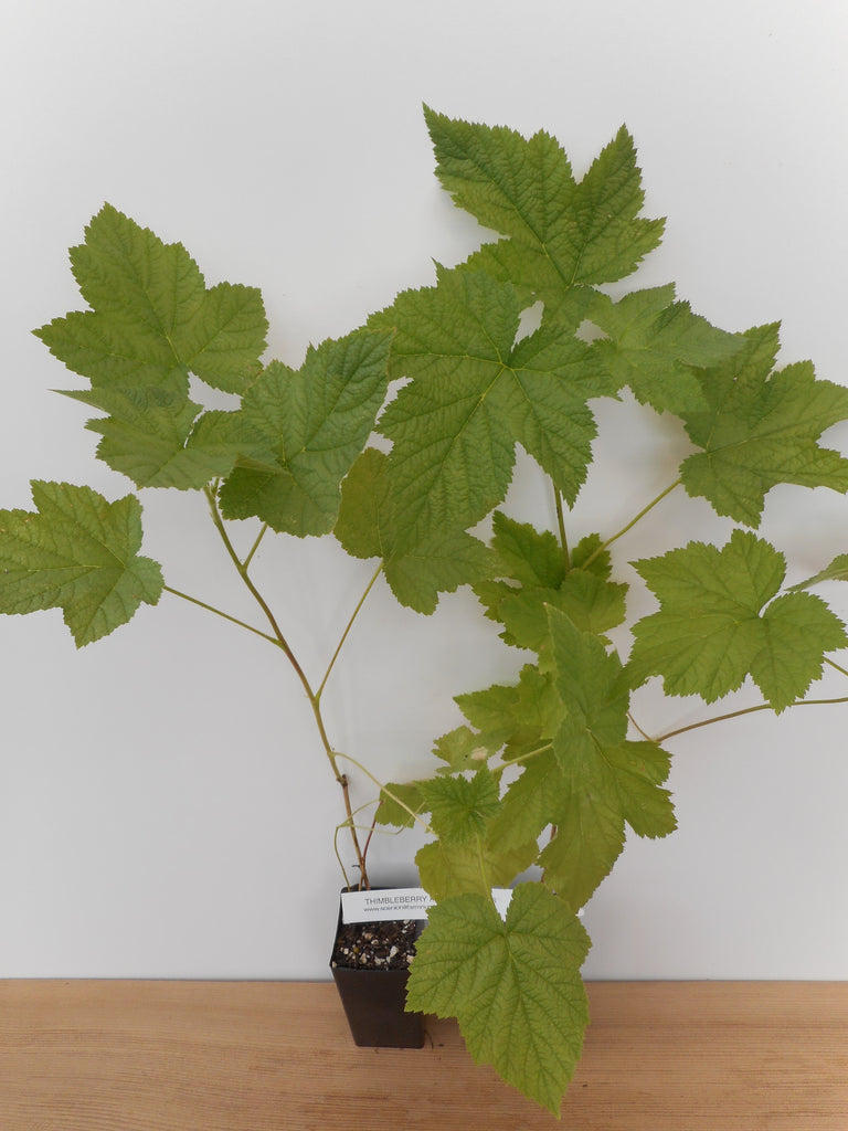 Thimbleberry- Potted Plants- Rubus parviflorus - Native plant - Richer ...