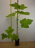 Thimbleberry- Potted Plants- Rubus parviflorus - Native plant - Richer Flavor Than Raspberries