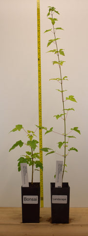 Trident maple (Acer buergerianum) - Bonsai or Landscape