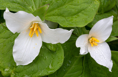Pacific Trillium (Trillium ovatum)