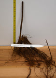 Triple Crown Blackberry Plants - Bare Root plants - Great Tasting Large Berries- Huge Yields
