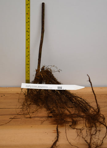 Triple Crown Blackberry Plants - Bare Root plants - Great Tasting Large Berries- Huge Yields