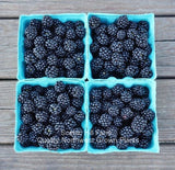 Triple Crown Blackberry Plants - Bare Root plants - Great Tasting Large Berries- Huge Yields