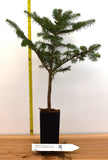Trojan Fir (Abies nordmanniana subsp. equi-trojani) - Specimen - Christmas Tree - Bonsai