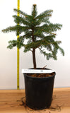 Trojan Fir (Abies nordmanniana subsp. equi-trojani) - Specimen - Christmas Tree - Bonsai