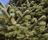 Turkish Fir - 3 YR. Gallon - Specimen, Windbreak or Christmas Tree