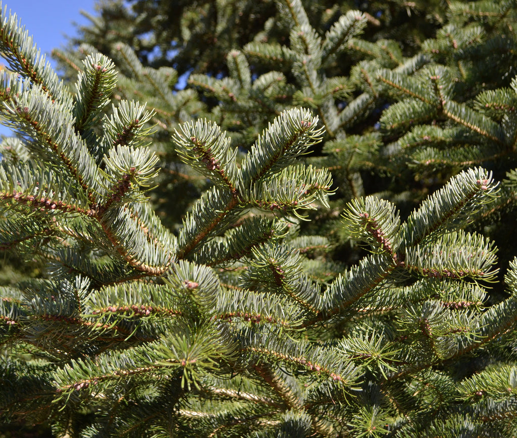 Turkish Fir - 3 YR. Bare Root Trees - Specimen, Windbreak or Christmas ...