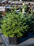 Turkish Fir - 3 YR. Bare Root Trees - Speciman, Windbreak or Christmas Tree
