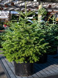 Turkish Fir - 3 YR. Potted Trees - Specimen, Windbreak or Christmas Tree