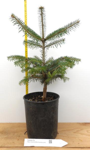 Turkish Fir - 4 YR. Gallon - Specimen, Windbreak or Christmas Tree