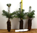 Turkish Fir - 3 YR. Potted Trees - Specimen, Windbreak or Christmas Tree